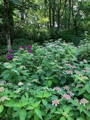 希彩はり灸院　花